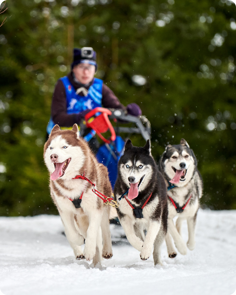 Man with sled dogs